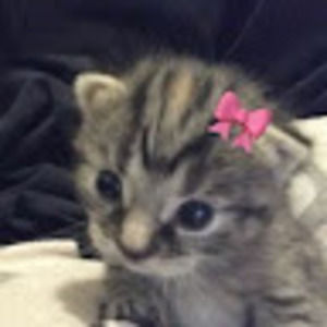 Meet your Posher, Anabel